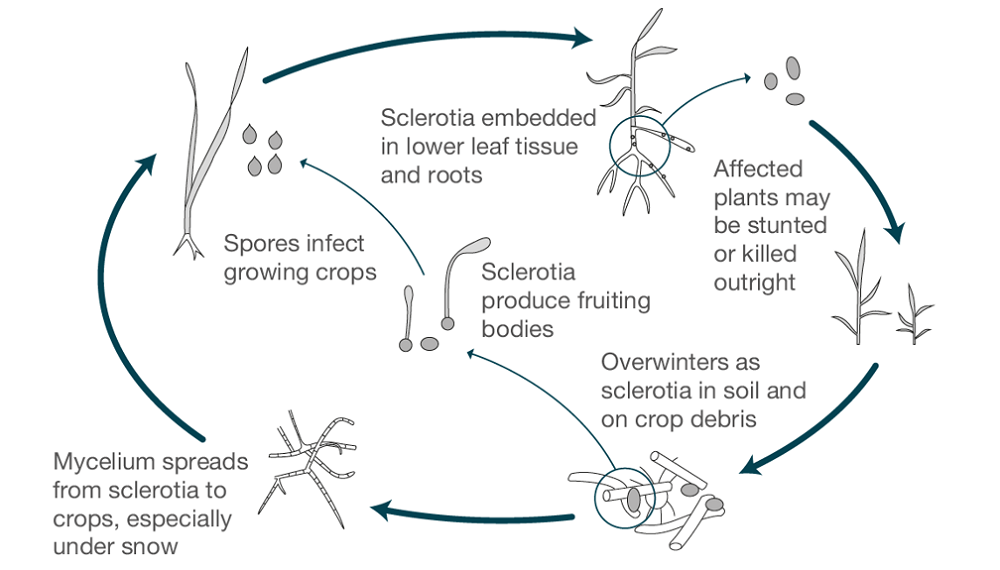 Snow rot life cycle (cereal disease)